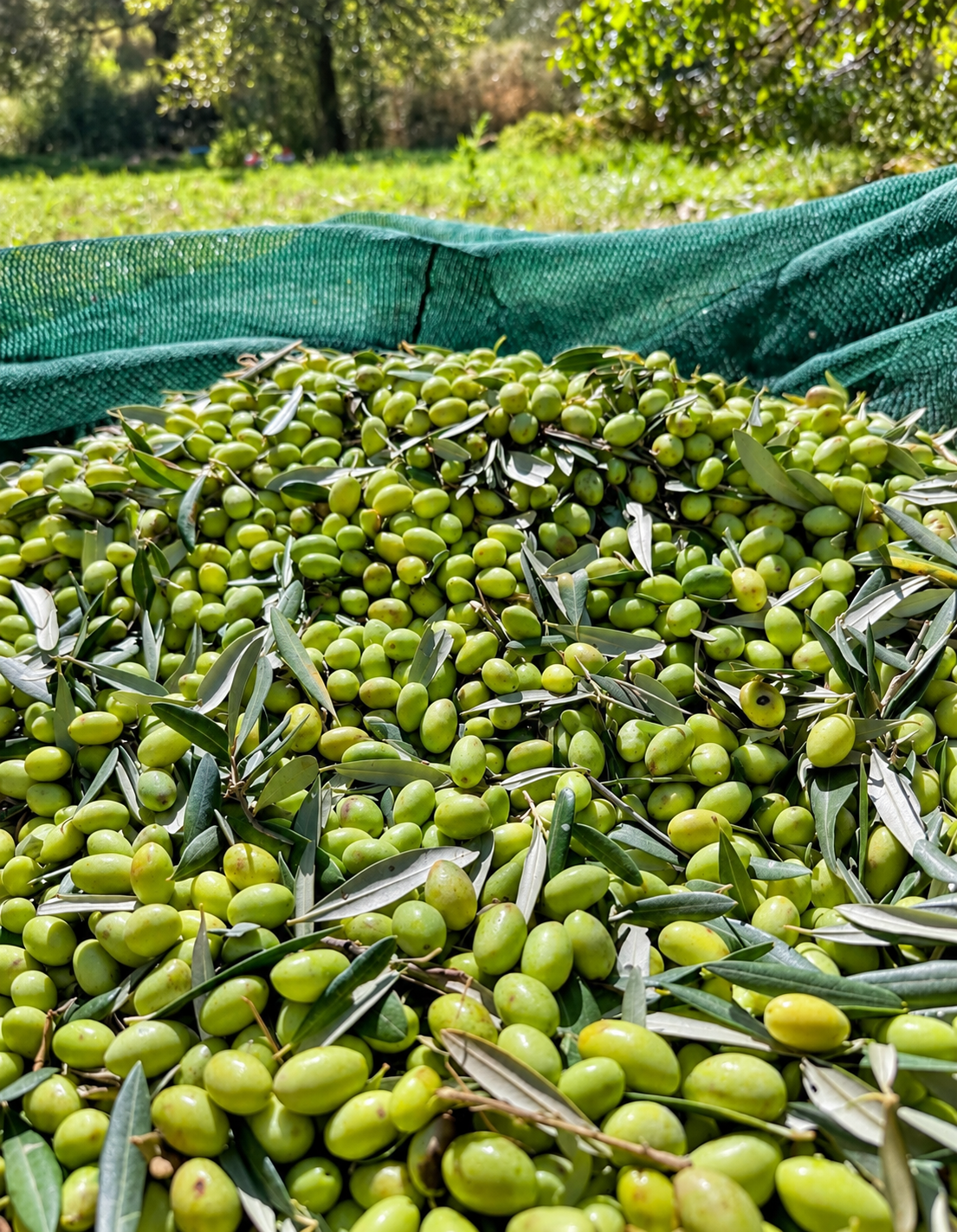 Green olives collected in a harvest net