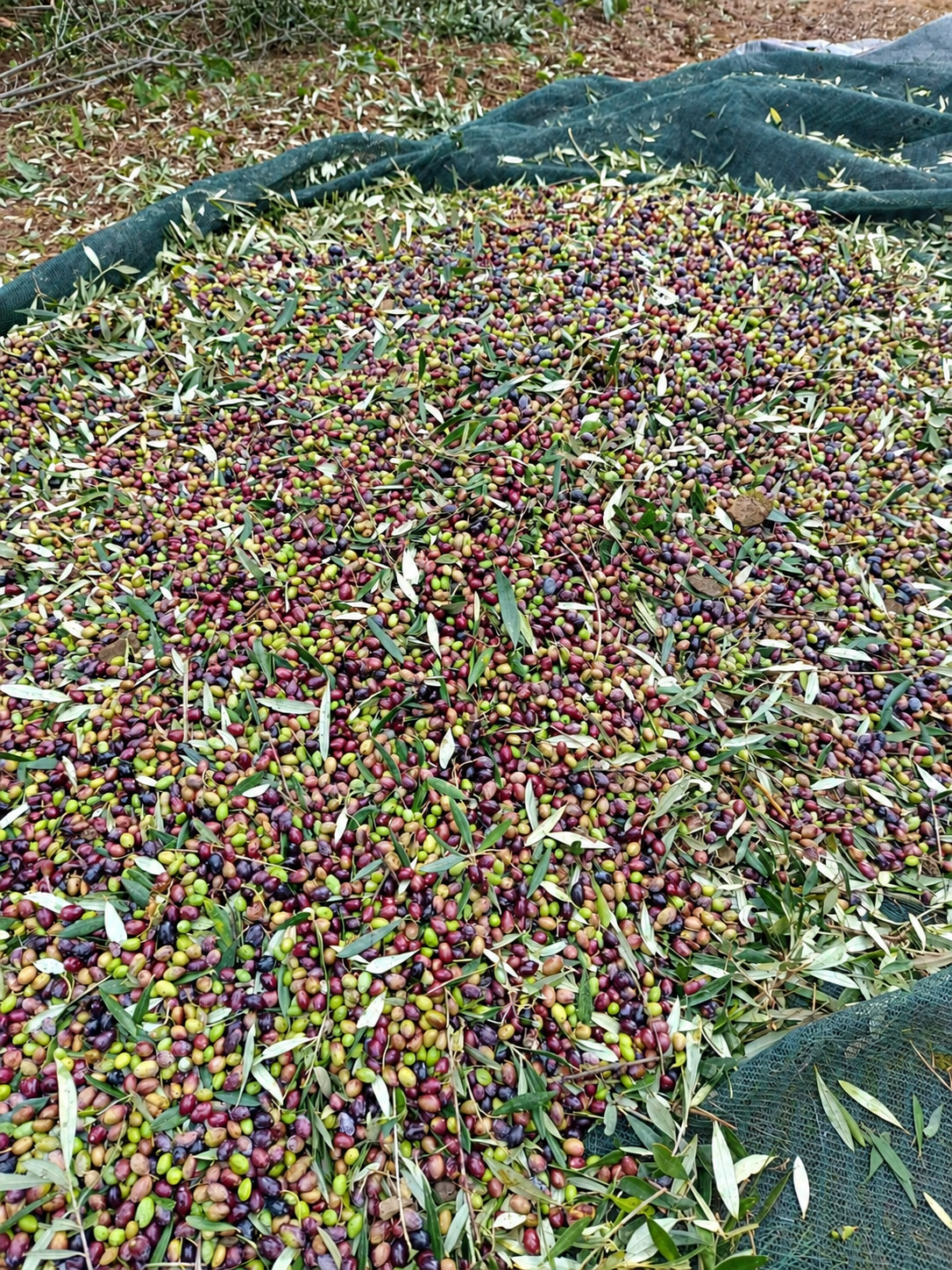 Green and purple olives in a harvest net