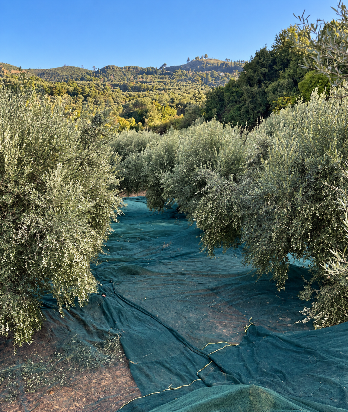 Olive grove with harvest nets
