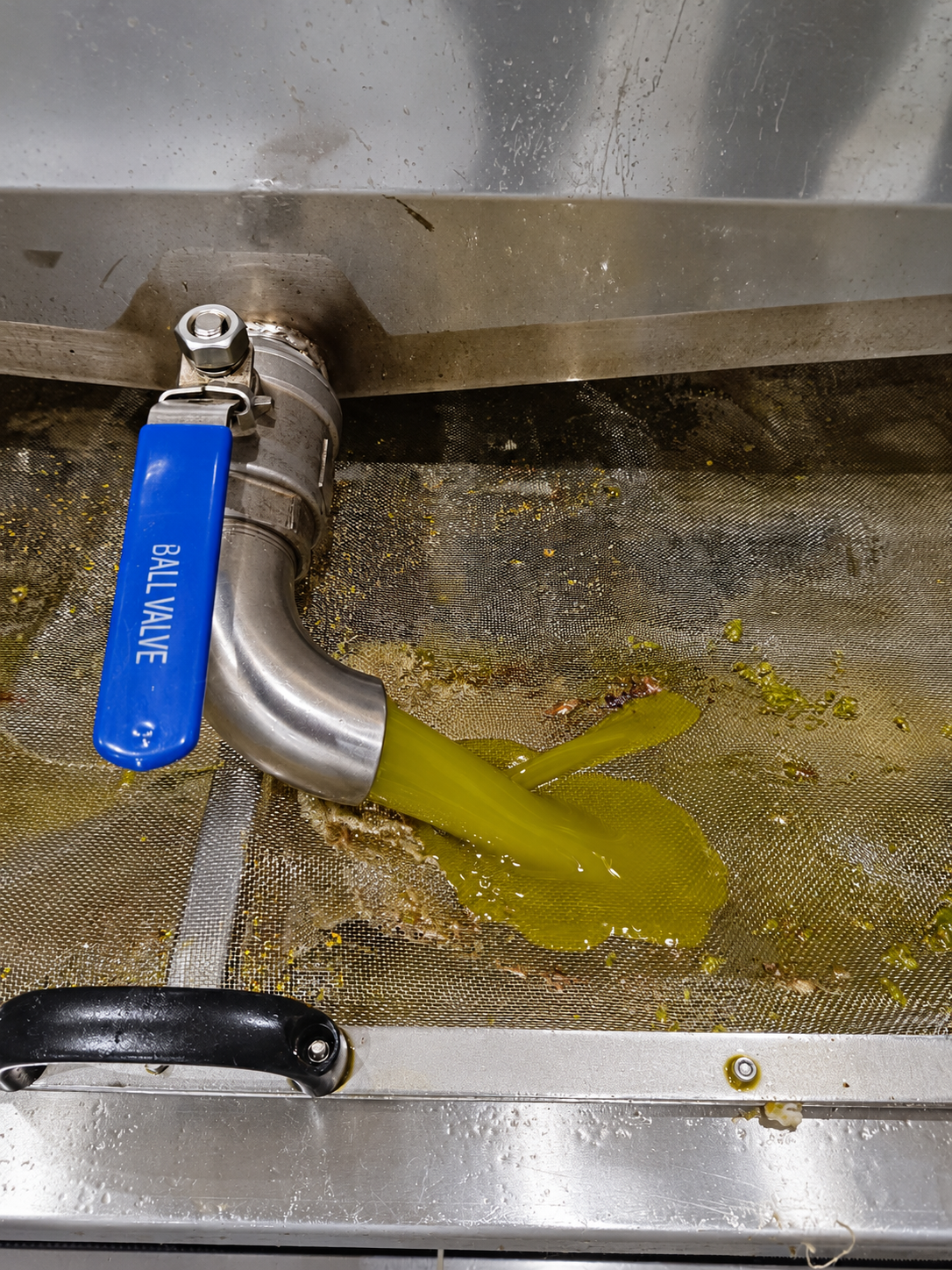 Olive oil flowing from processing equipment